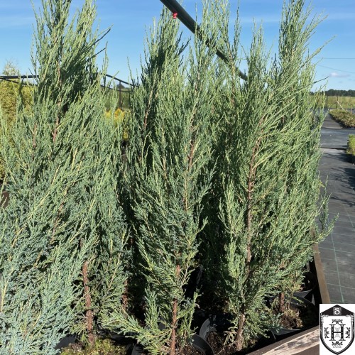 Juniperus scopulorum 'Blue Arrow' - Kaljukadakas 'Blue Arrow' C2/2L